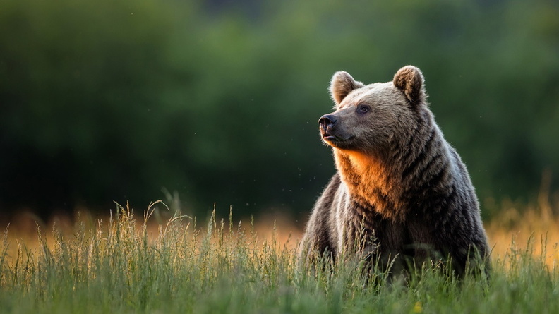 Cantabrian aka Iberian ak Large Carpathian Brown Bear (Ursus arctos pyrenaicus)